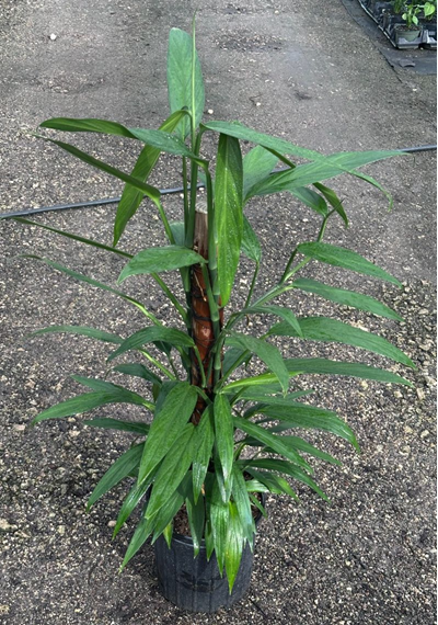 10" Epipremnum Pinnatum Amplissimum Pole